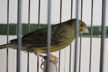 III Concurso – Exposición de Ornitología de Azuaga 