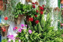 Concurso Decoración de Fachadas