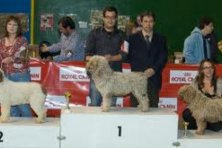 II Exposición Nacional Canina 