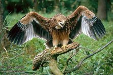 Ruta El Rincón de las águilas (Guadalcanal, Sierra Morena Sevillana)