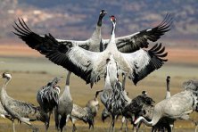 II Ruta de las Grullas 