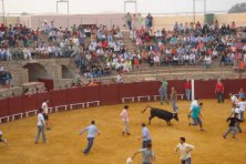 Suelta de Vaquillas en Azuaga