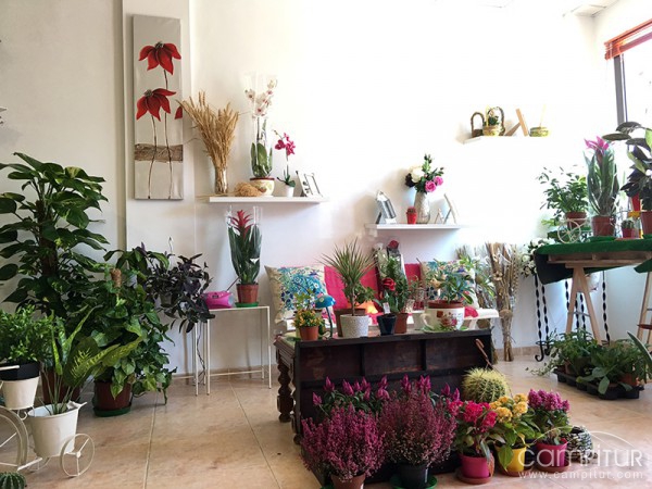 La Amapola Floristería 