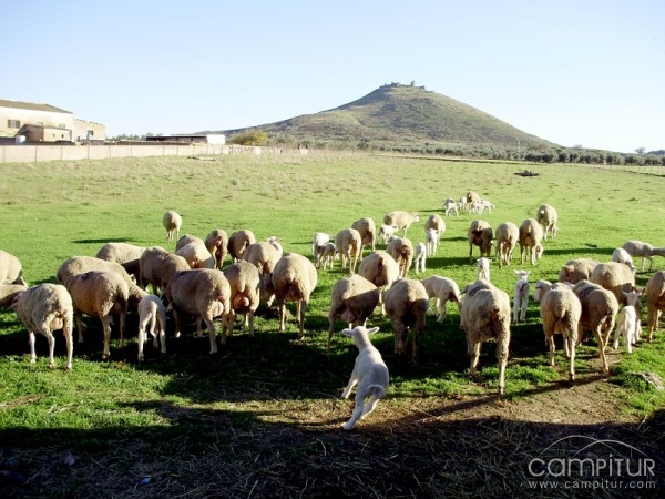 Granja Los Linares 