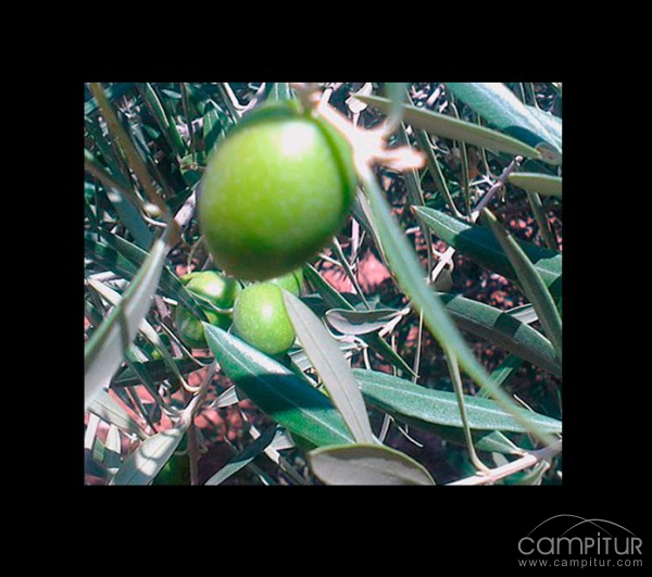 Coop. La Milagrosa de Monterrubio 