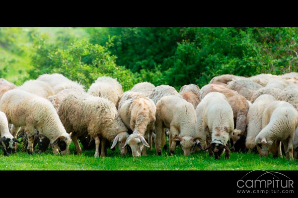 Lácteos de Castuera 