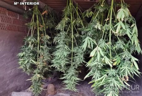 Detenidos Dos Vecinos de Usagre por Cultivo de Marihuana